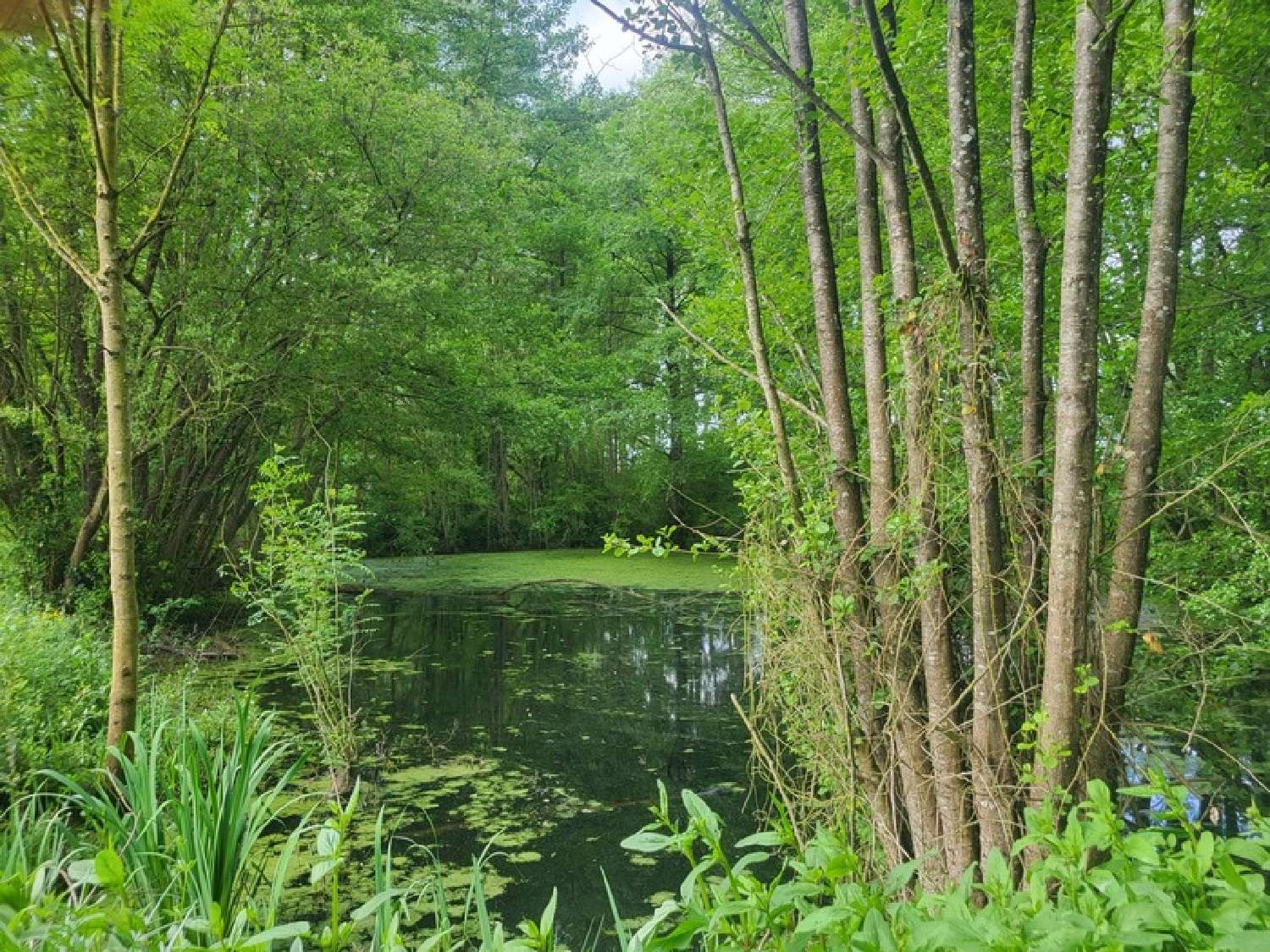  kaufen Haus Glénay Deux-Sèvres 2