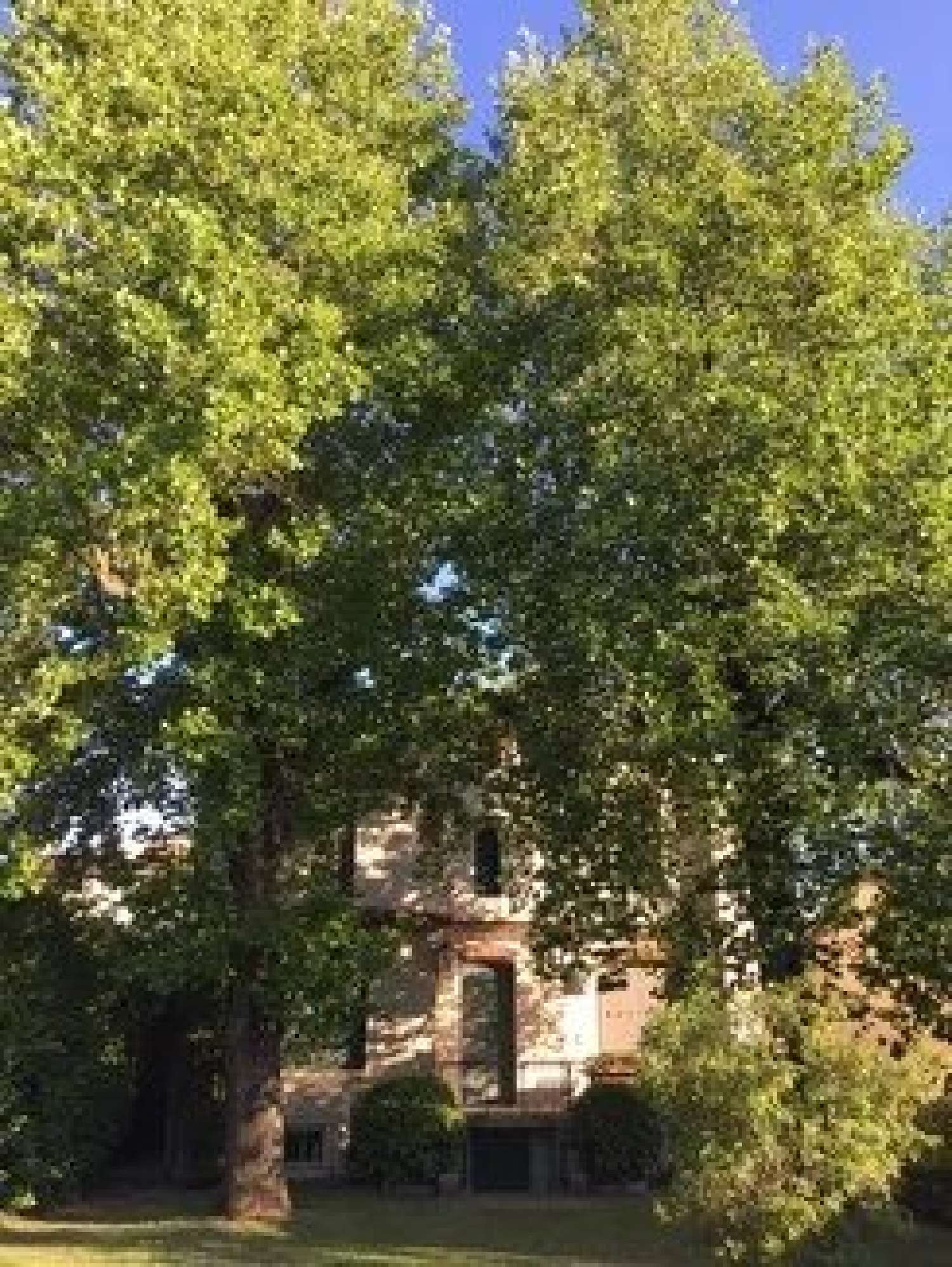  à vendre maison Lacaune Tarn 2