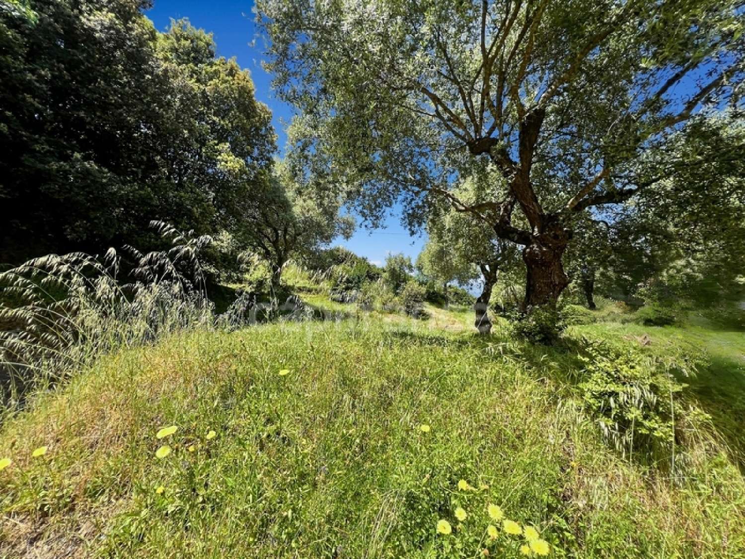  à vendre maison Vico Corse-du-Sud 7