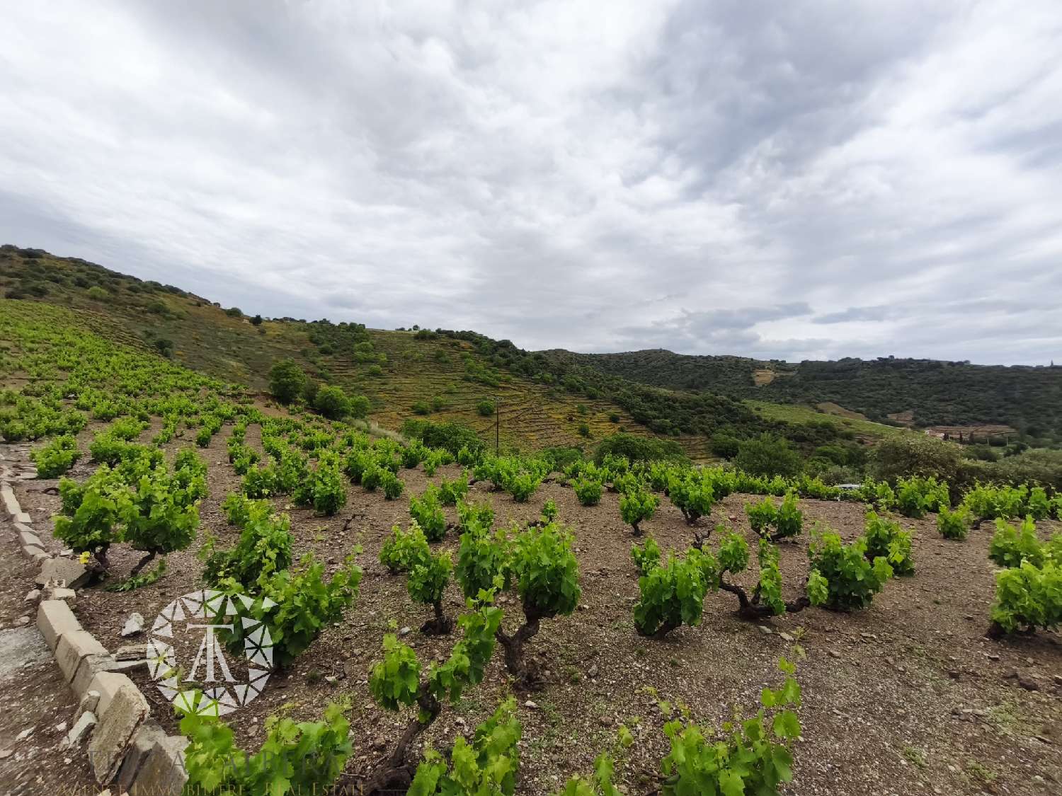  for sale terrain Banyuls-sur-Mer Pyrénées-Orientales 5