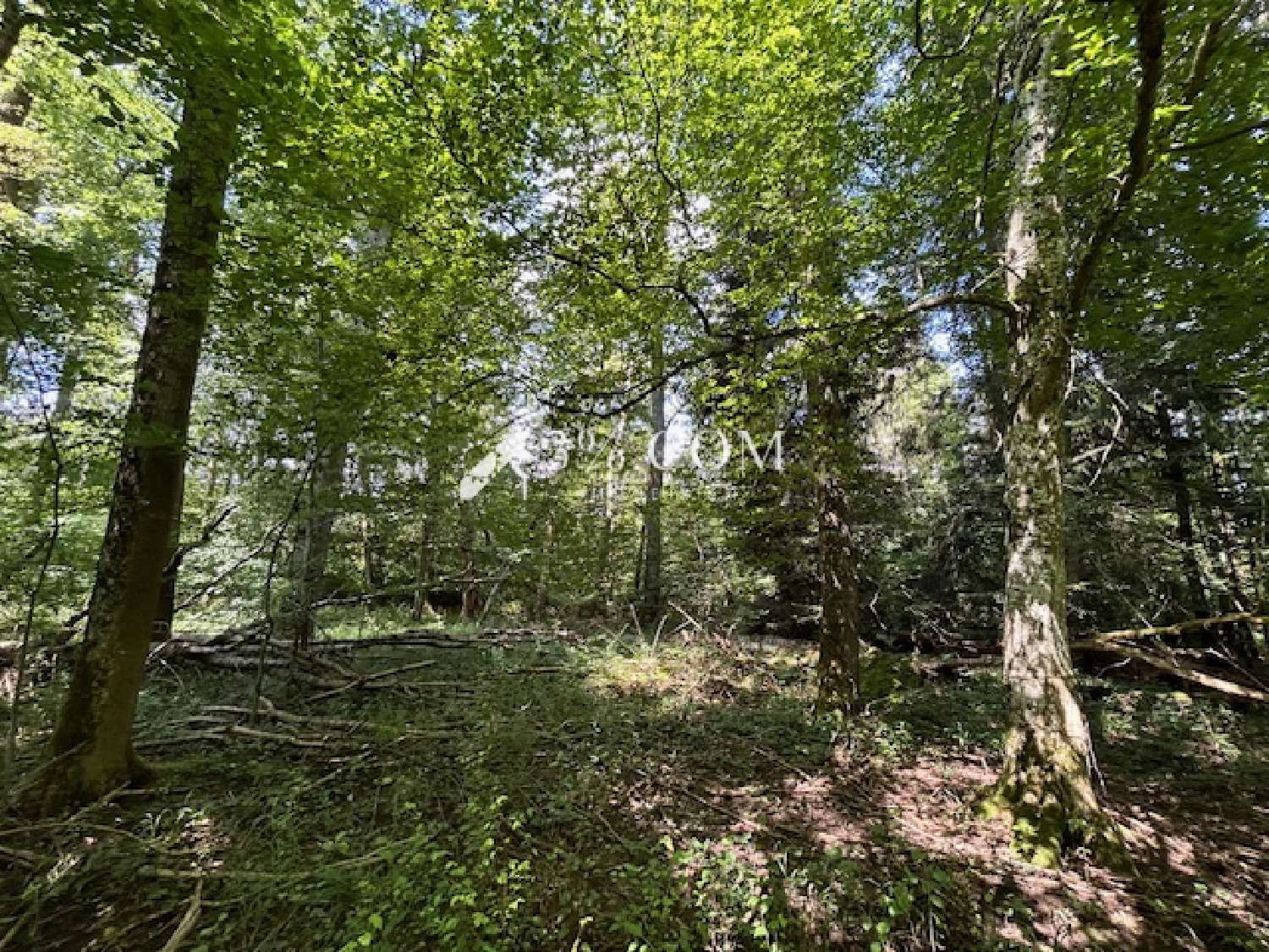 en venta terreno Chazelles-sur-Albe Meurthe-et-Moselle 1