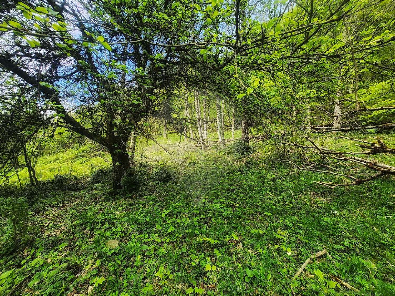  for sale terrain Linthal Haut-Rhin 4