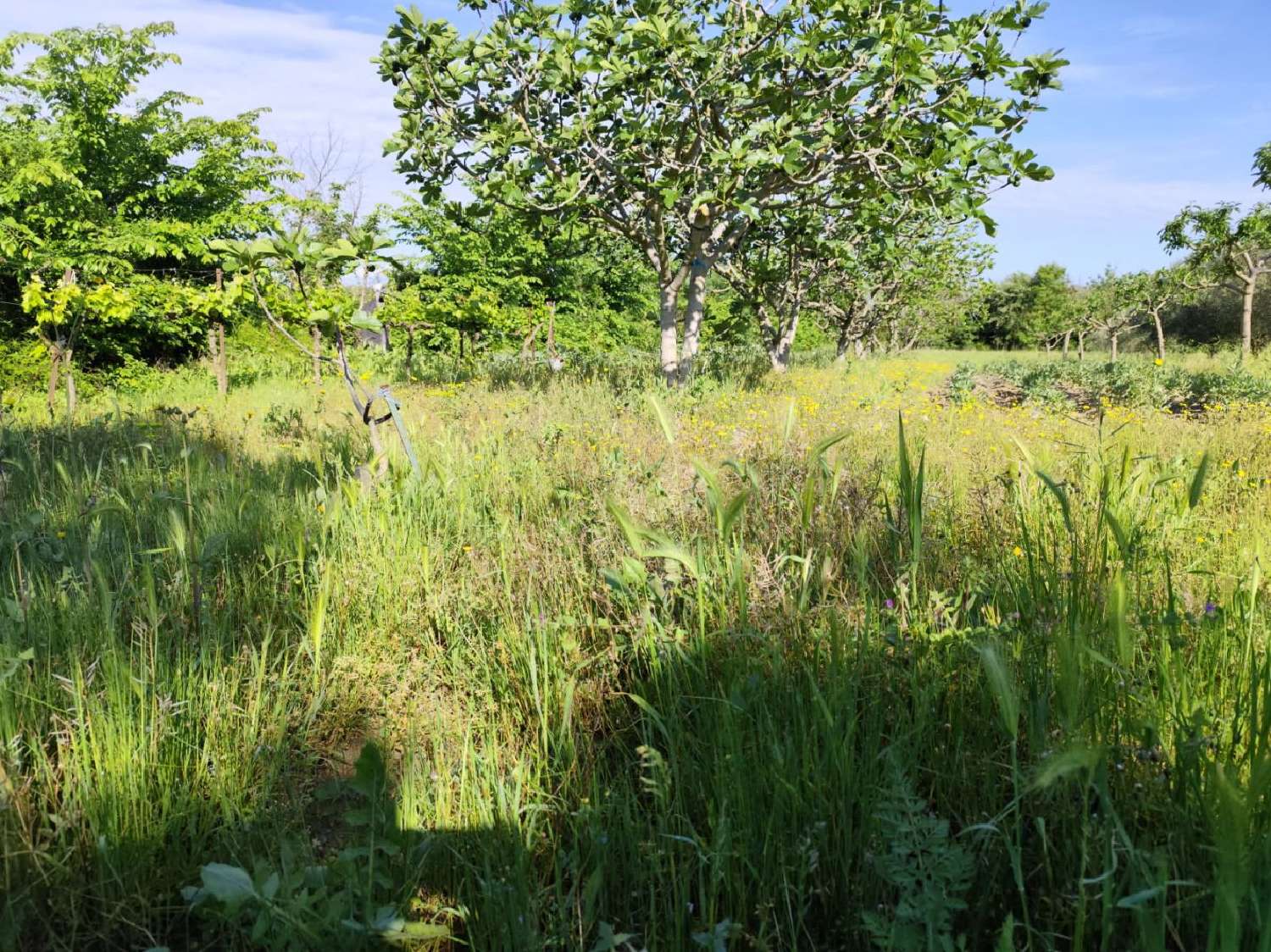  à vendre terrain Montagnac Hérault 1