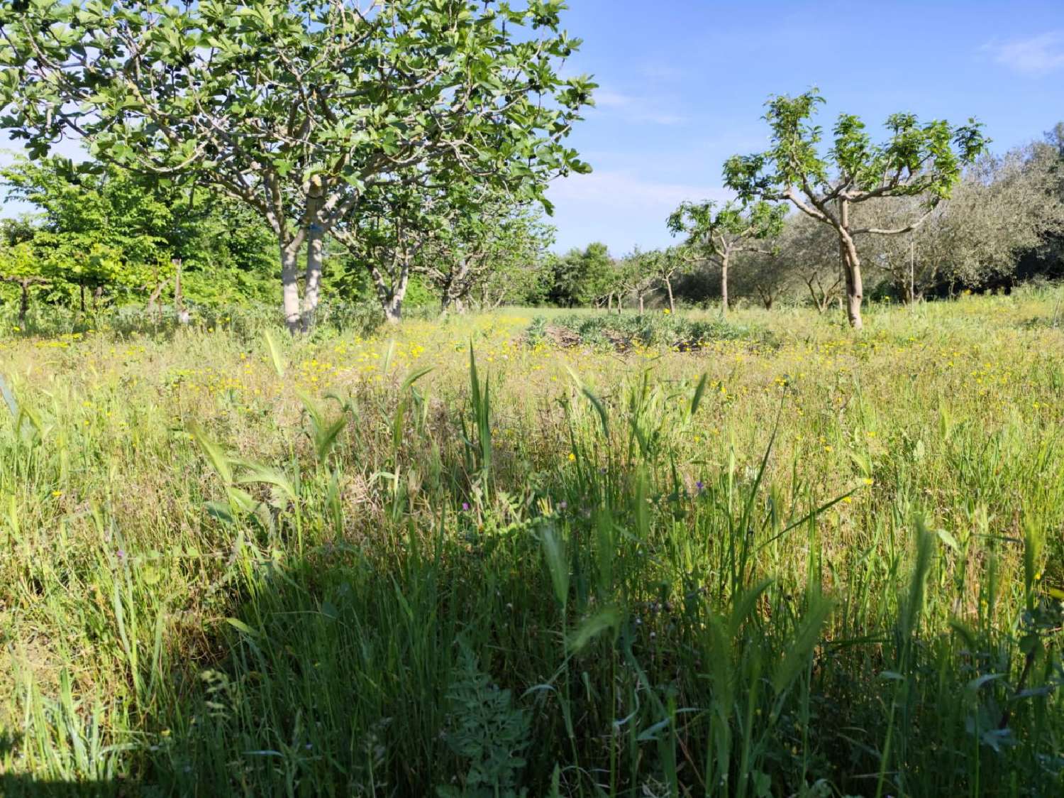  à vendre terrain Montagnac Hérault 4