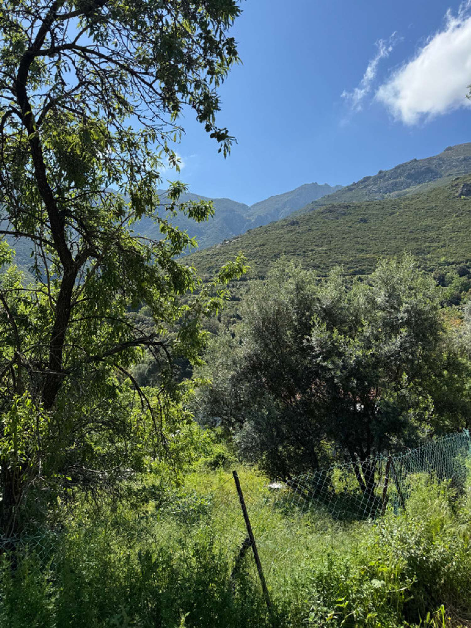  en venta terreno Occhiatana Haute-Corse 4