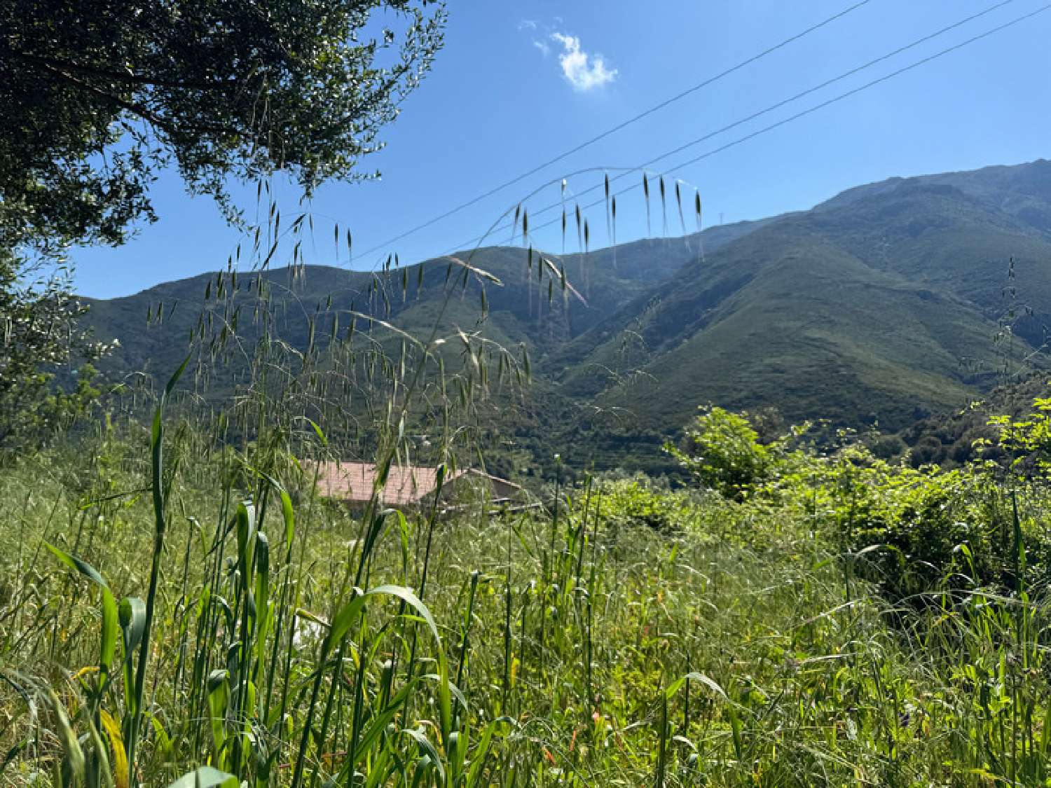  en venta terreno Occhiatana Haute-Corse 5