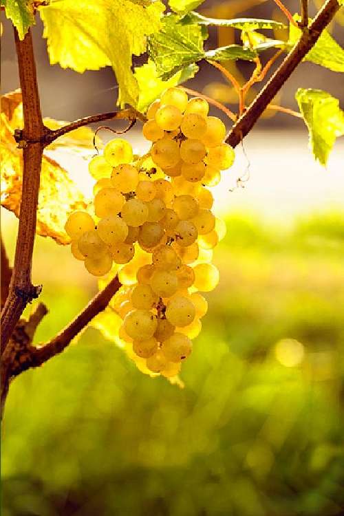 Sauternes Gironde terrain foto 7068507