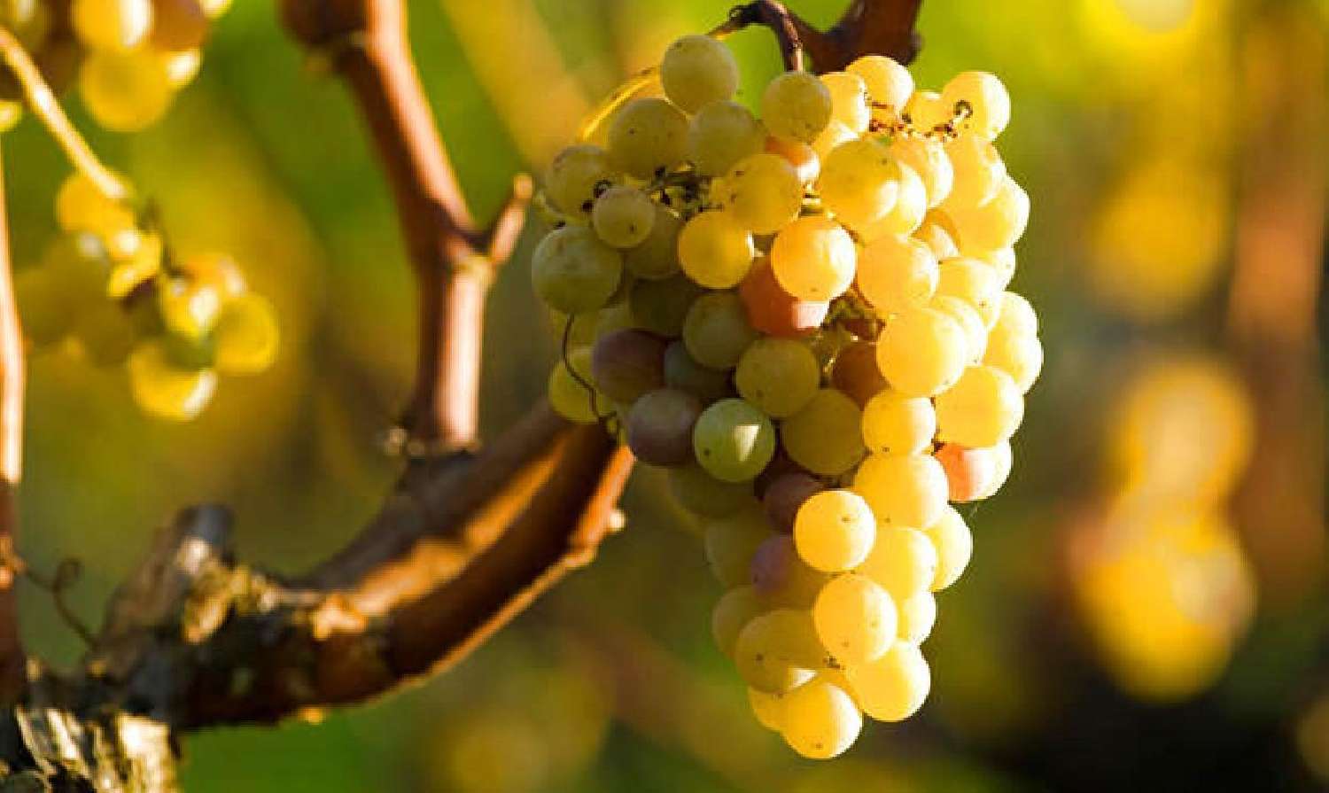  for sale terrain Sauternes Gironde 3