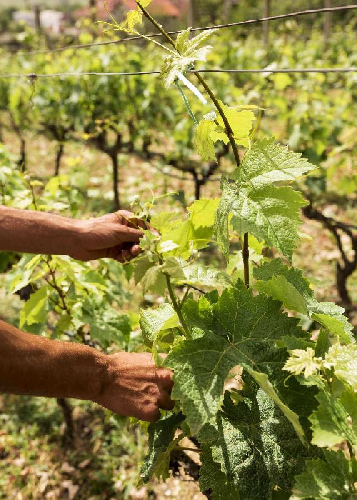  for sale terrain Sauternes Gironde 5