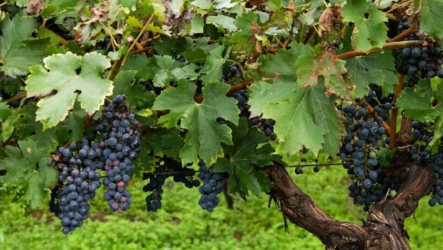 te koop wijngaard Bordeaux Gironde 1