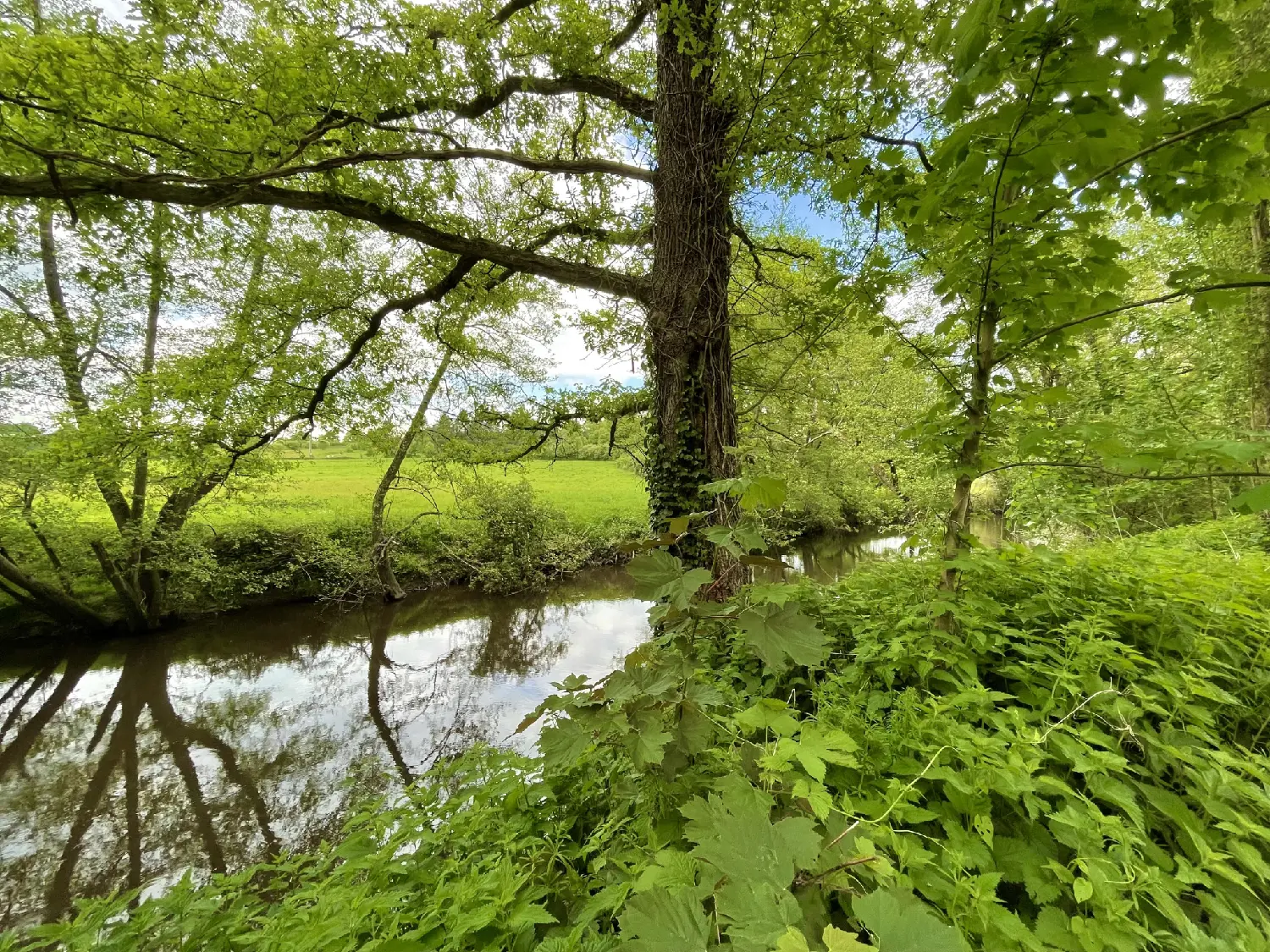  te koop bedrijfsruimte/ kantoor Peyrat-de-Bellac Haute-Vienne 7