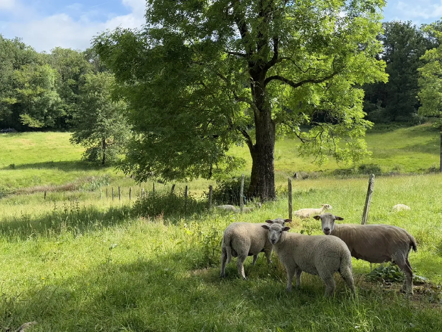  en venta finca rústica Busserolles Dordoña 5