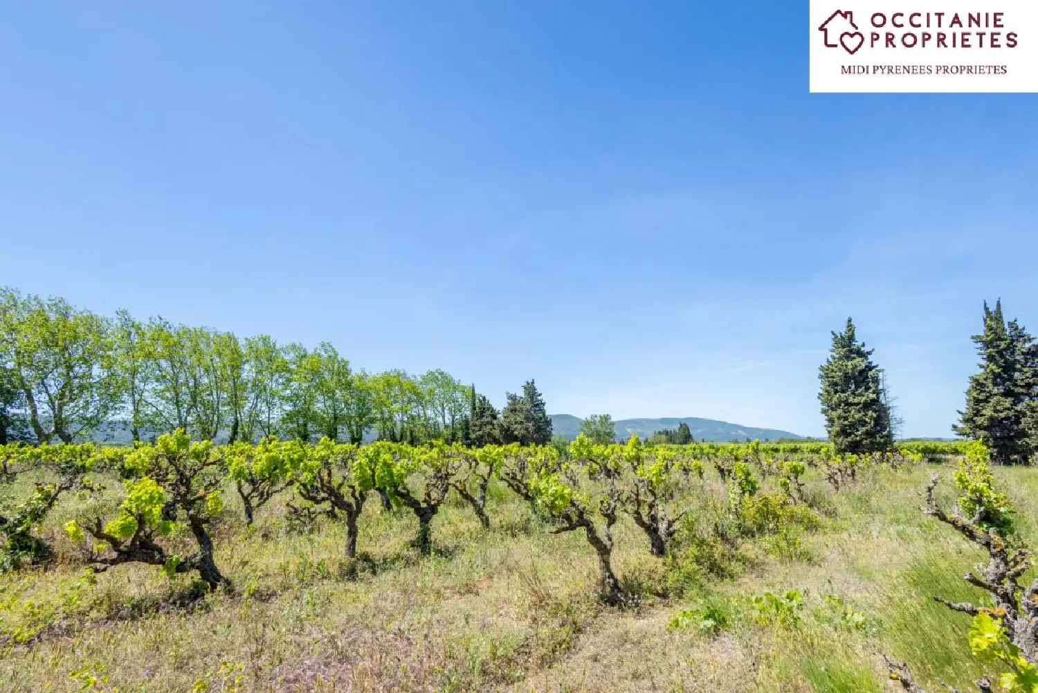  en venta finca rústica Capendu Aude 4
