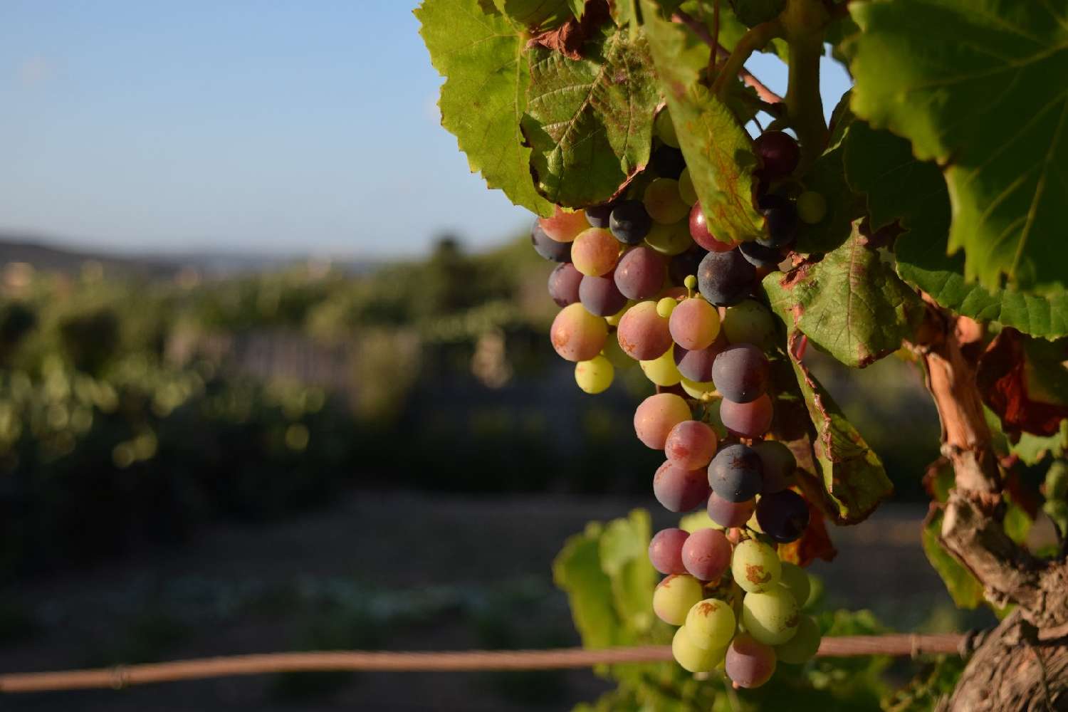  en venta finca rústica Caux Hérault 2
