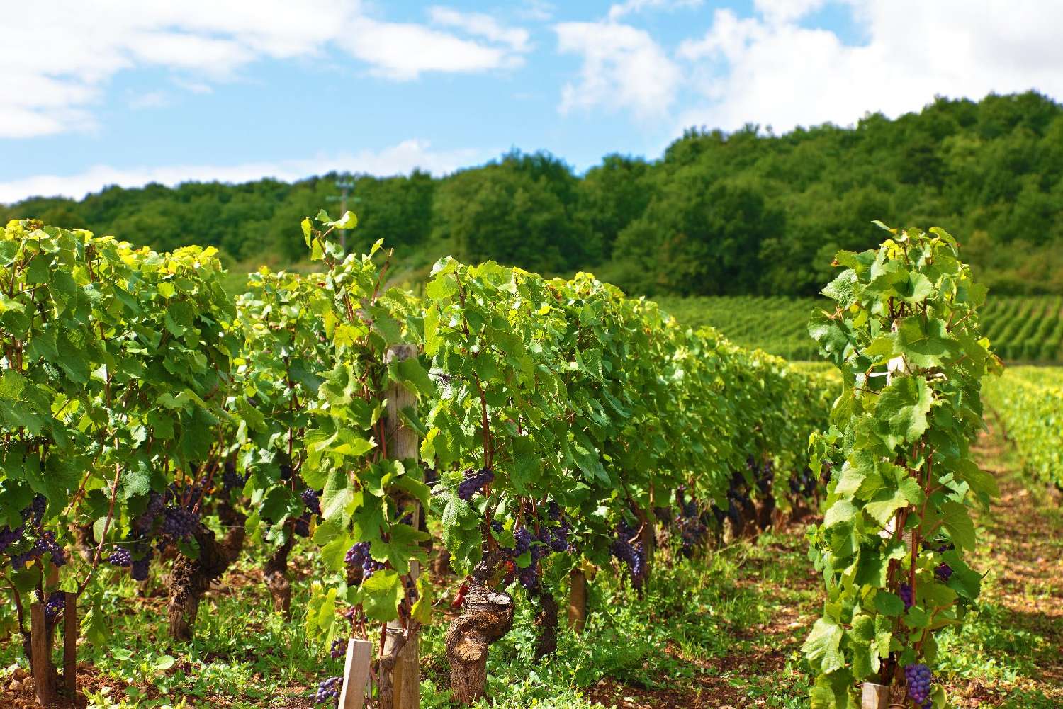  en venta finca rústica Caux Hérault 5