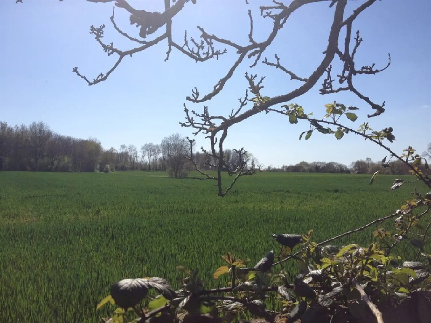  à vendre maison Chasnais Vendée 4