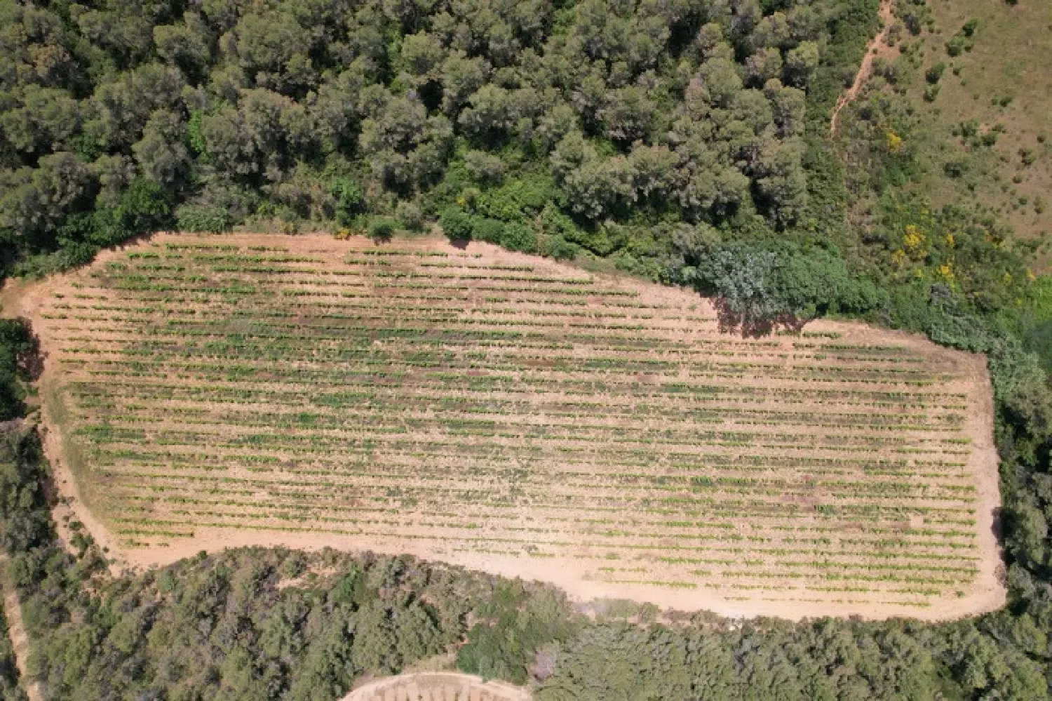  en venta casa Creissan Hérault 1