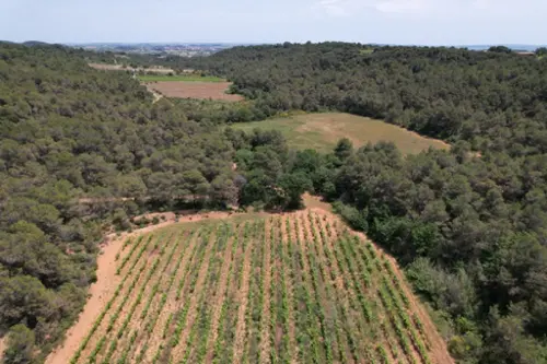  te koop huis Creissan Hérault 4