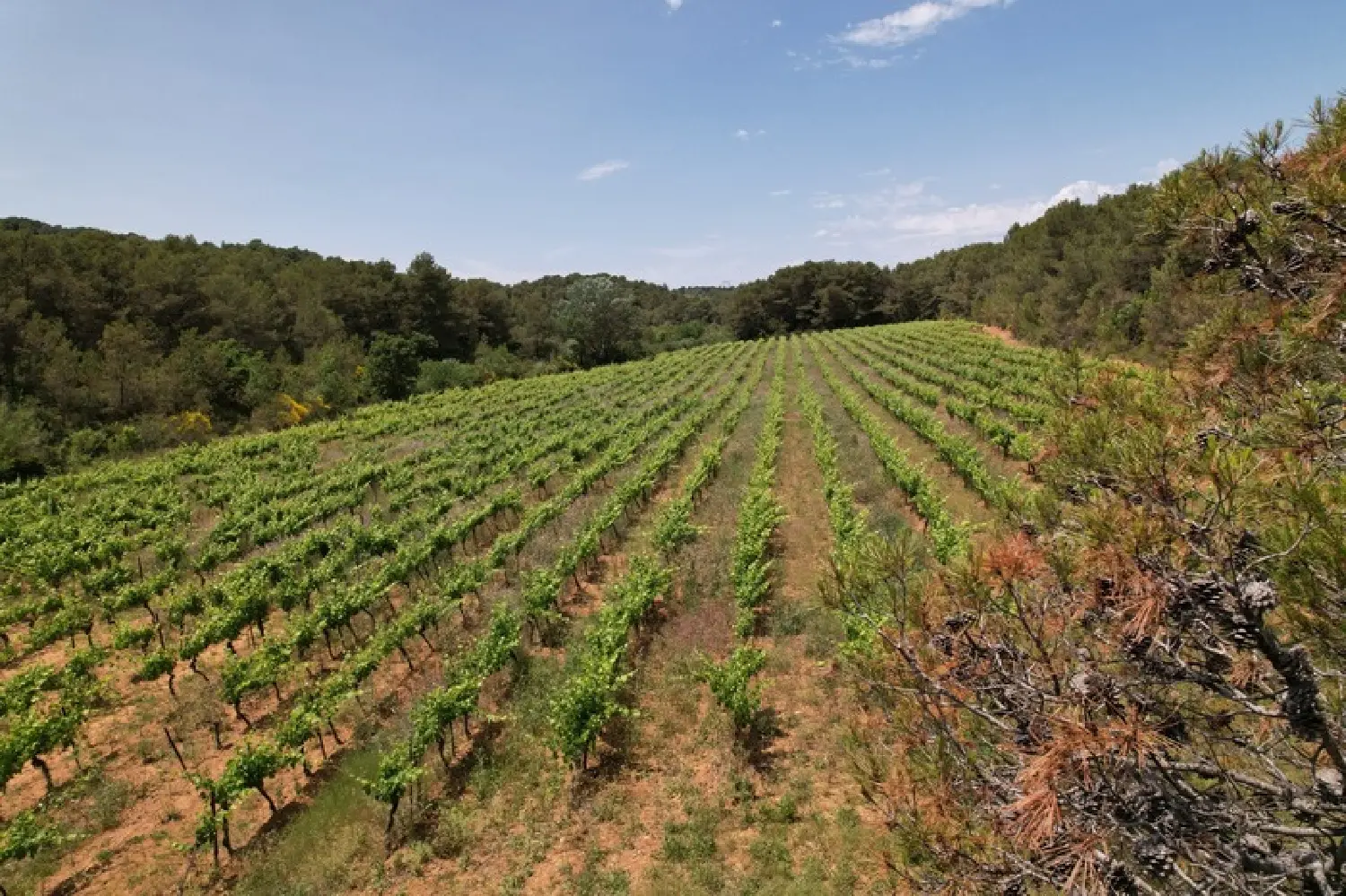  en venta casa Creissan Hérault 5