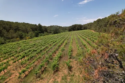  te koop huis Creissan Hérault 5