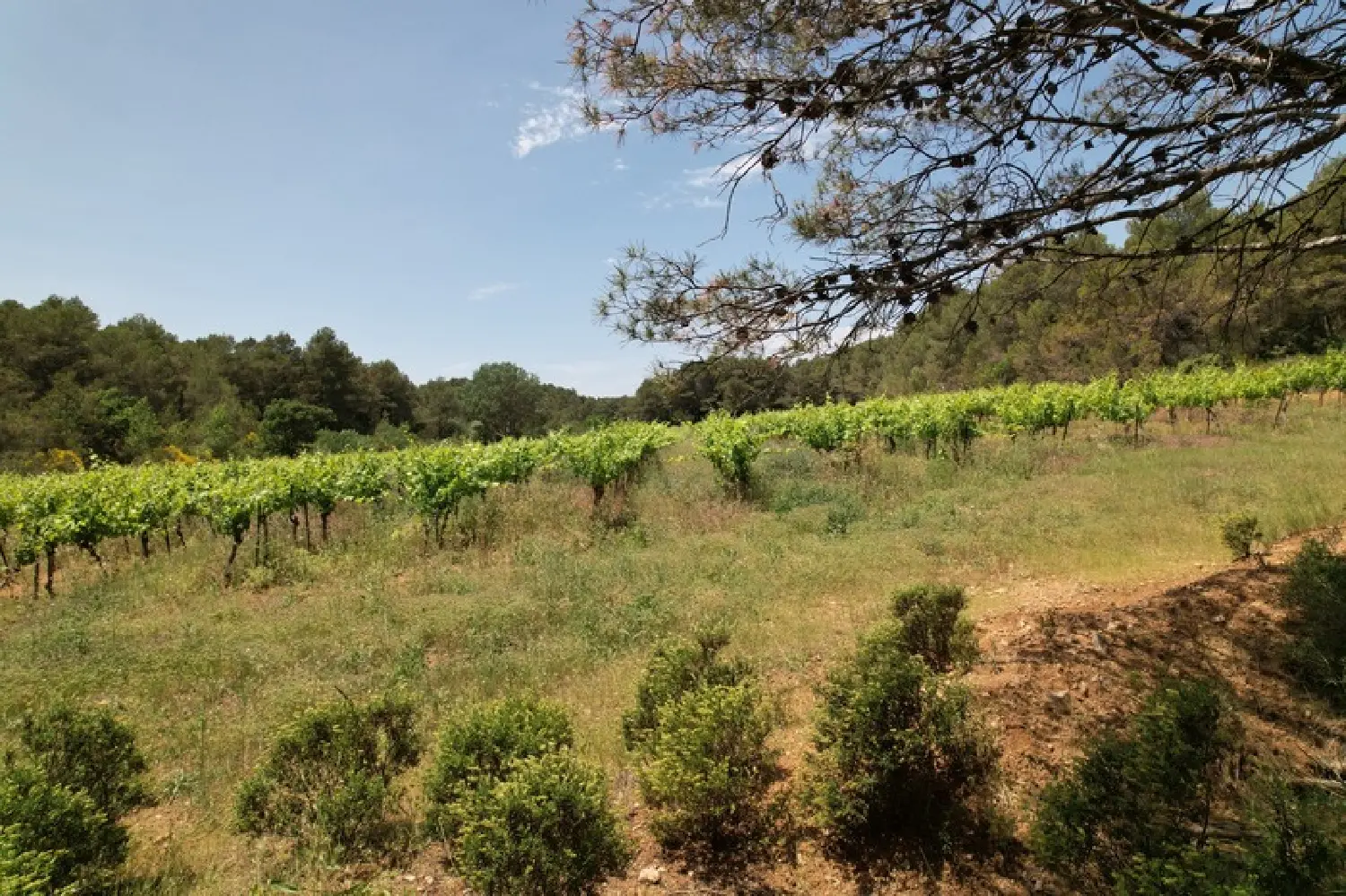  en venta casa Creissan Hérault 6