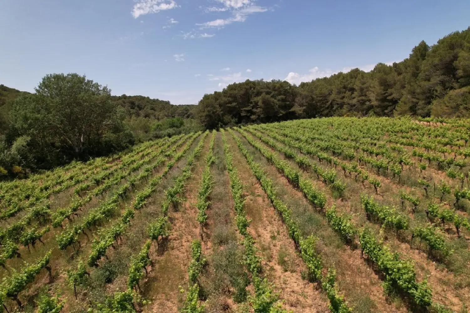  en venta casa Creissan Hérault 7