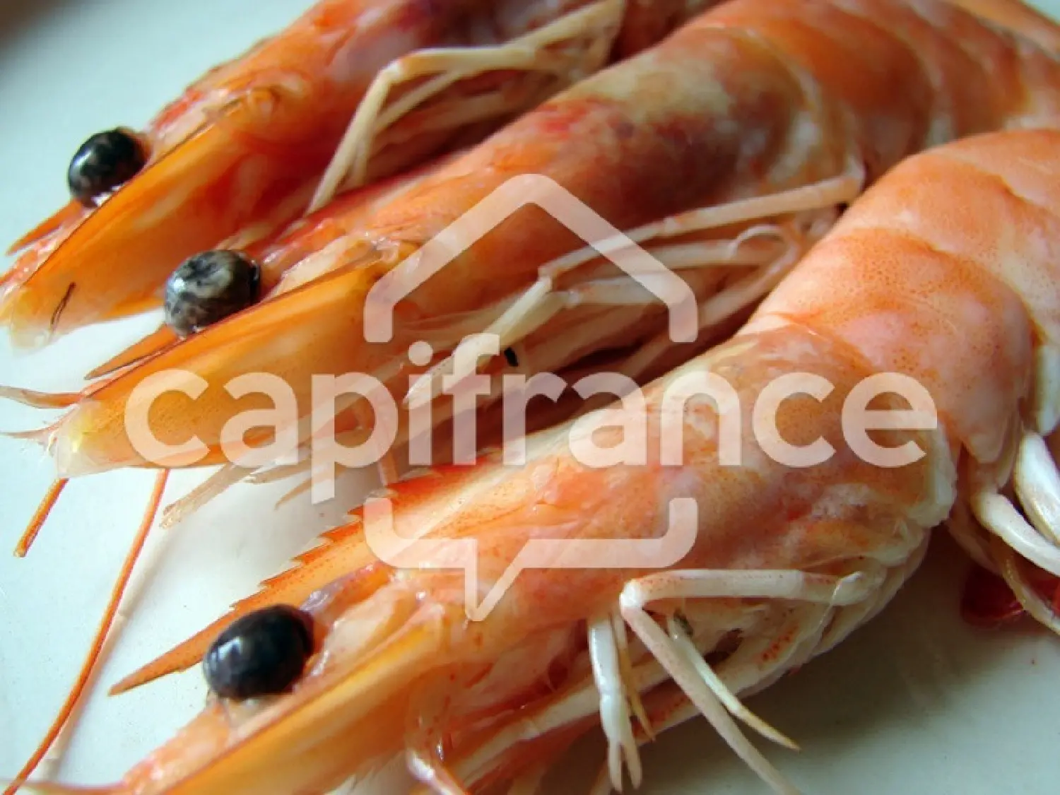  kaufen Haus Royan Charente-Maritime 4