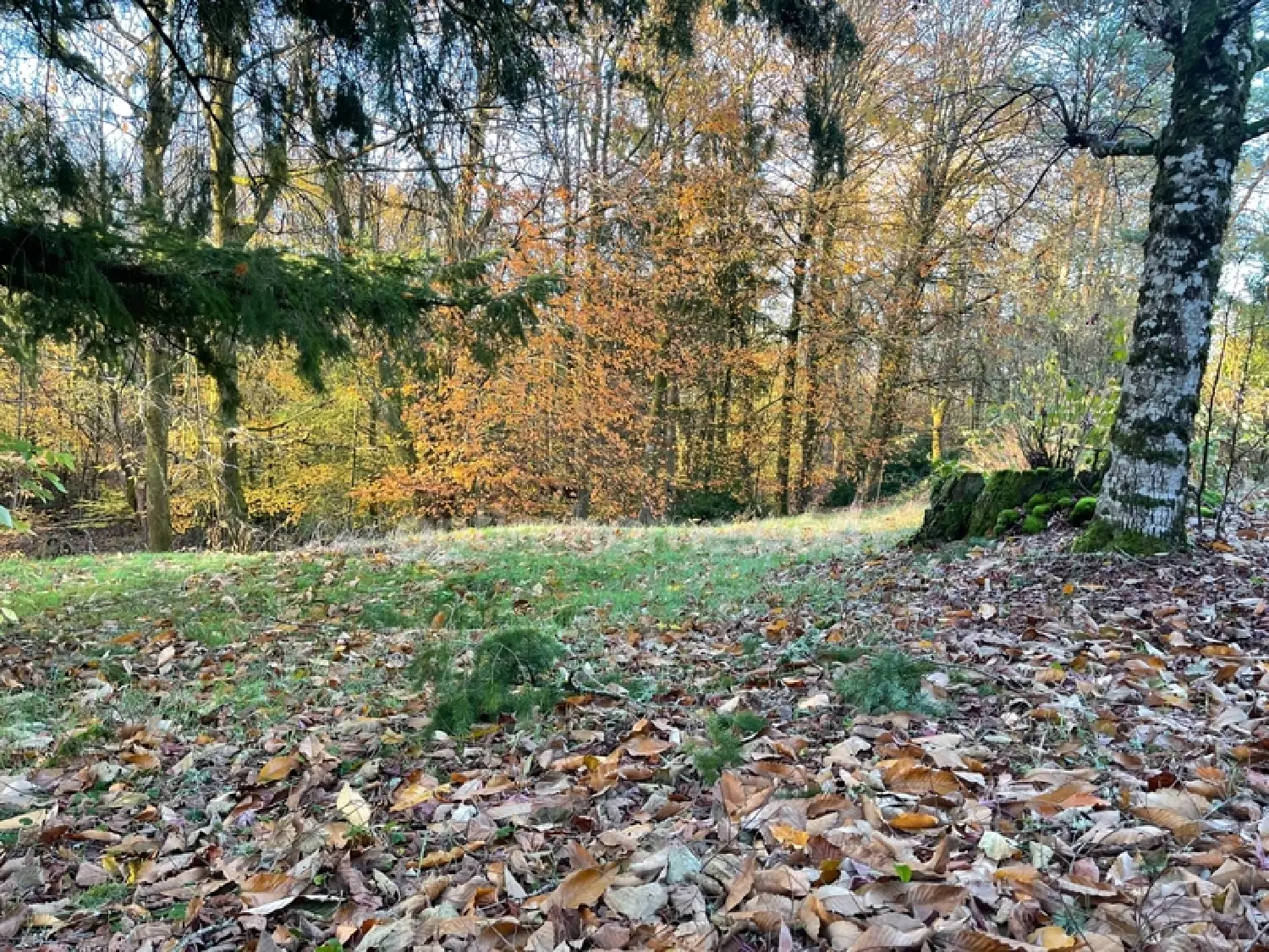  à vendre maison Thouron Haute-Vienne 4