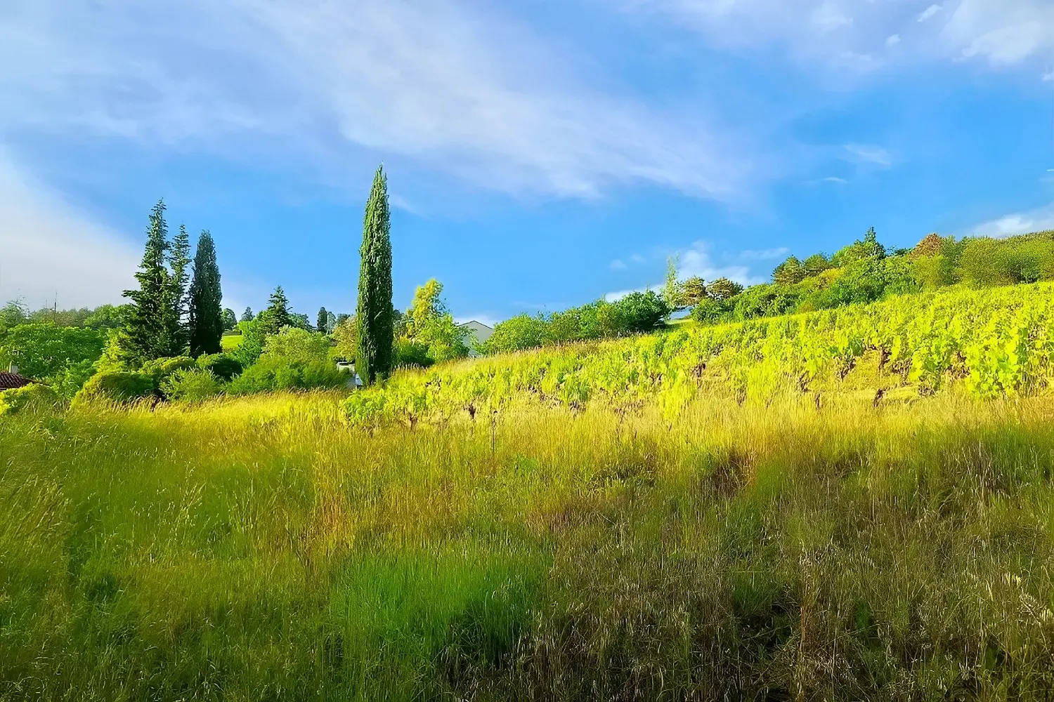  à vendre terrain Albi Tarn 4