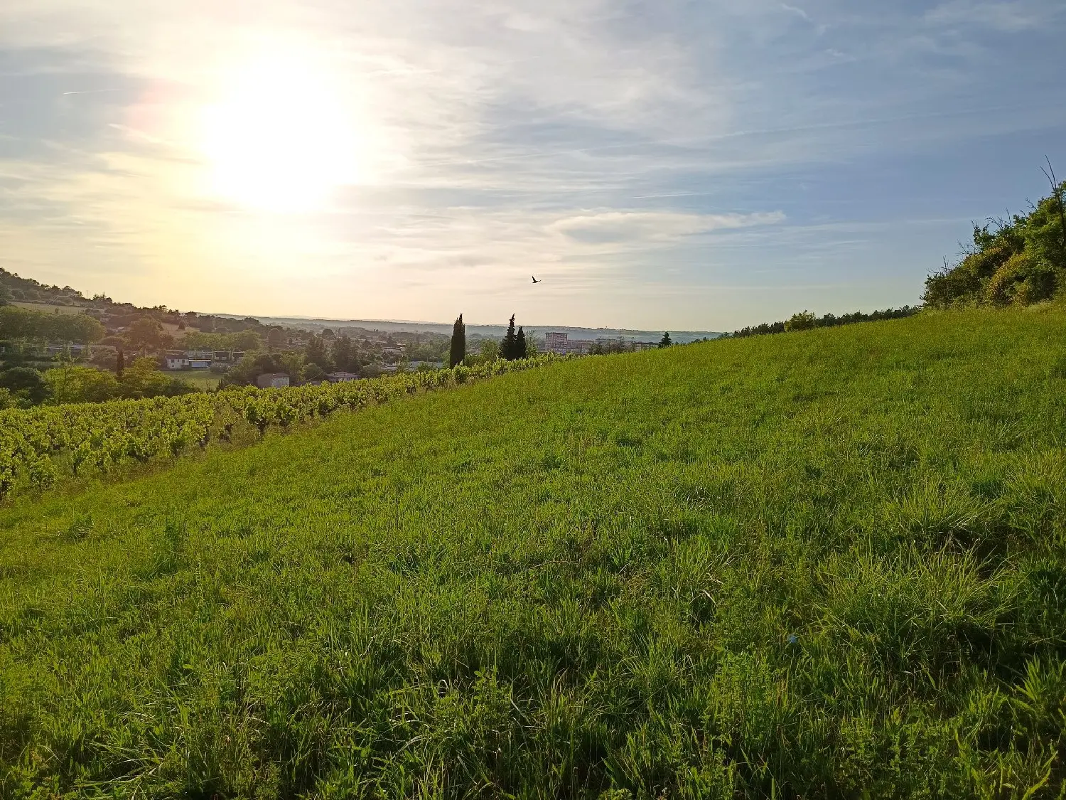  à vendre terrain Albi Tarn 1