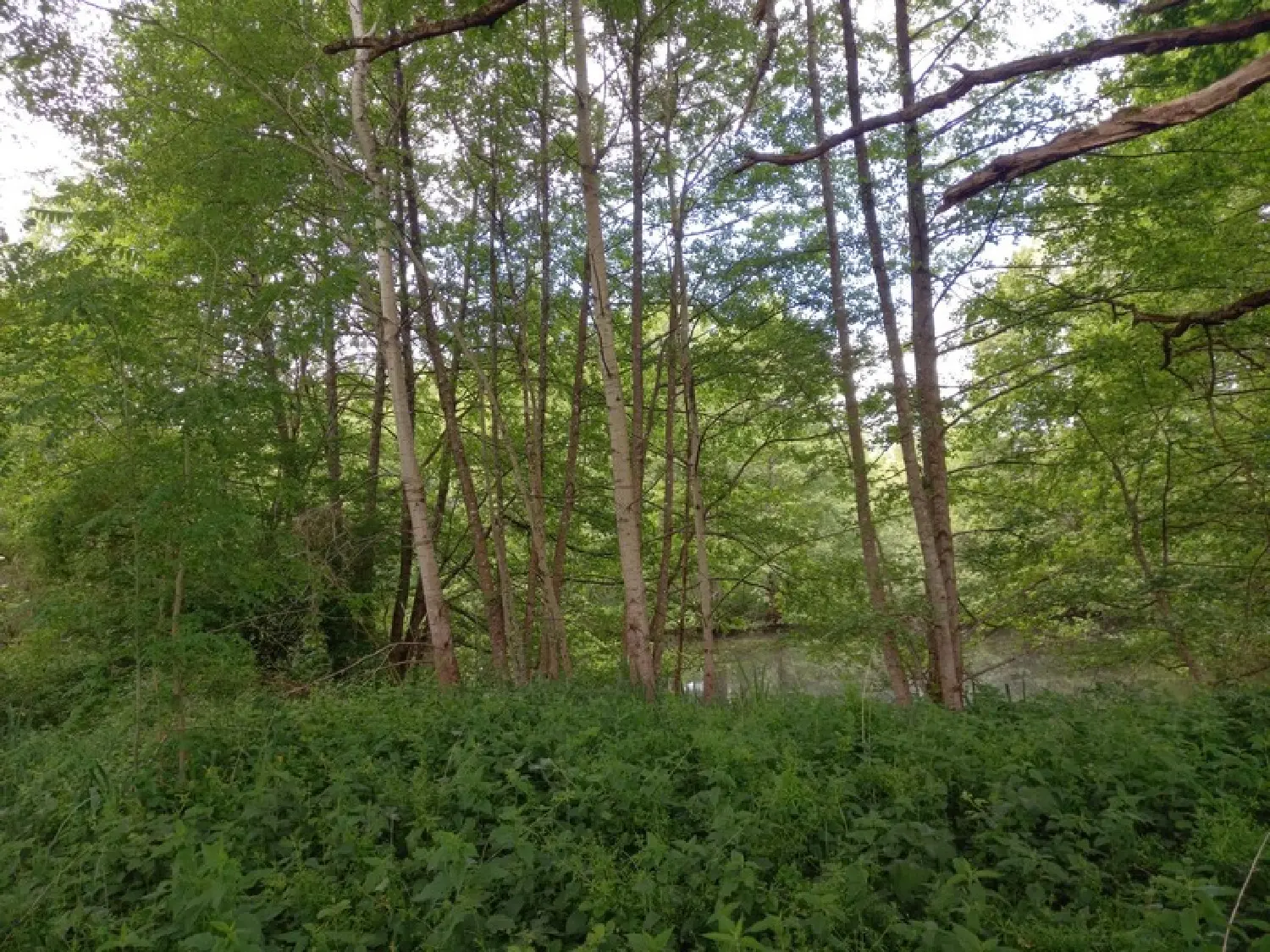  for sale terrain Courtemaux Loiret 1