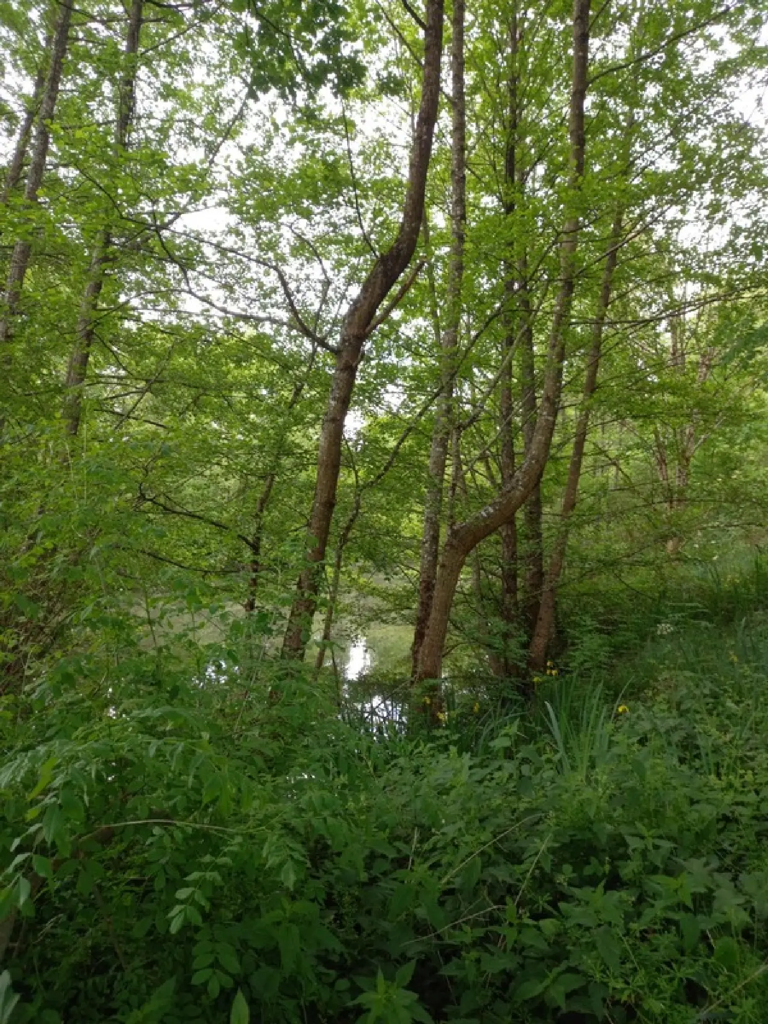  for sale terrain Courtemaux Loiret 2