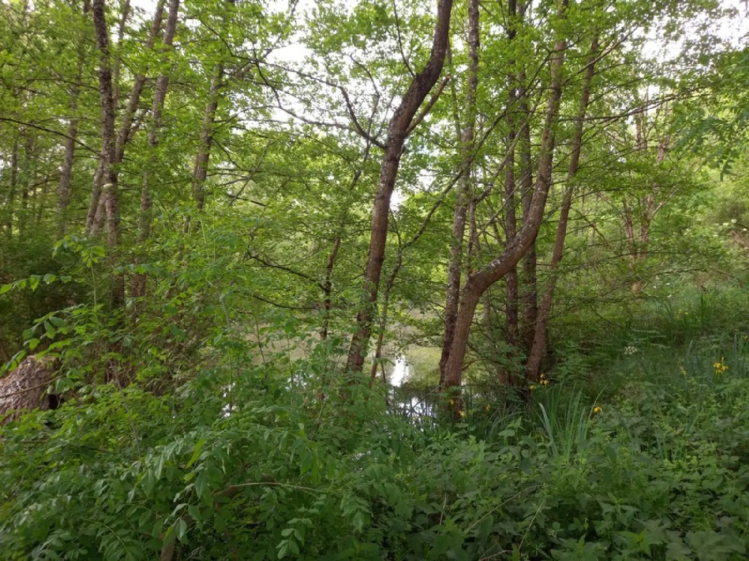  for sale terrain Courtemaux Loiret 3