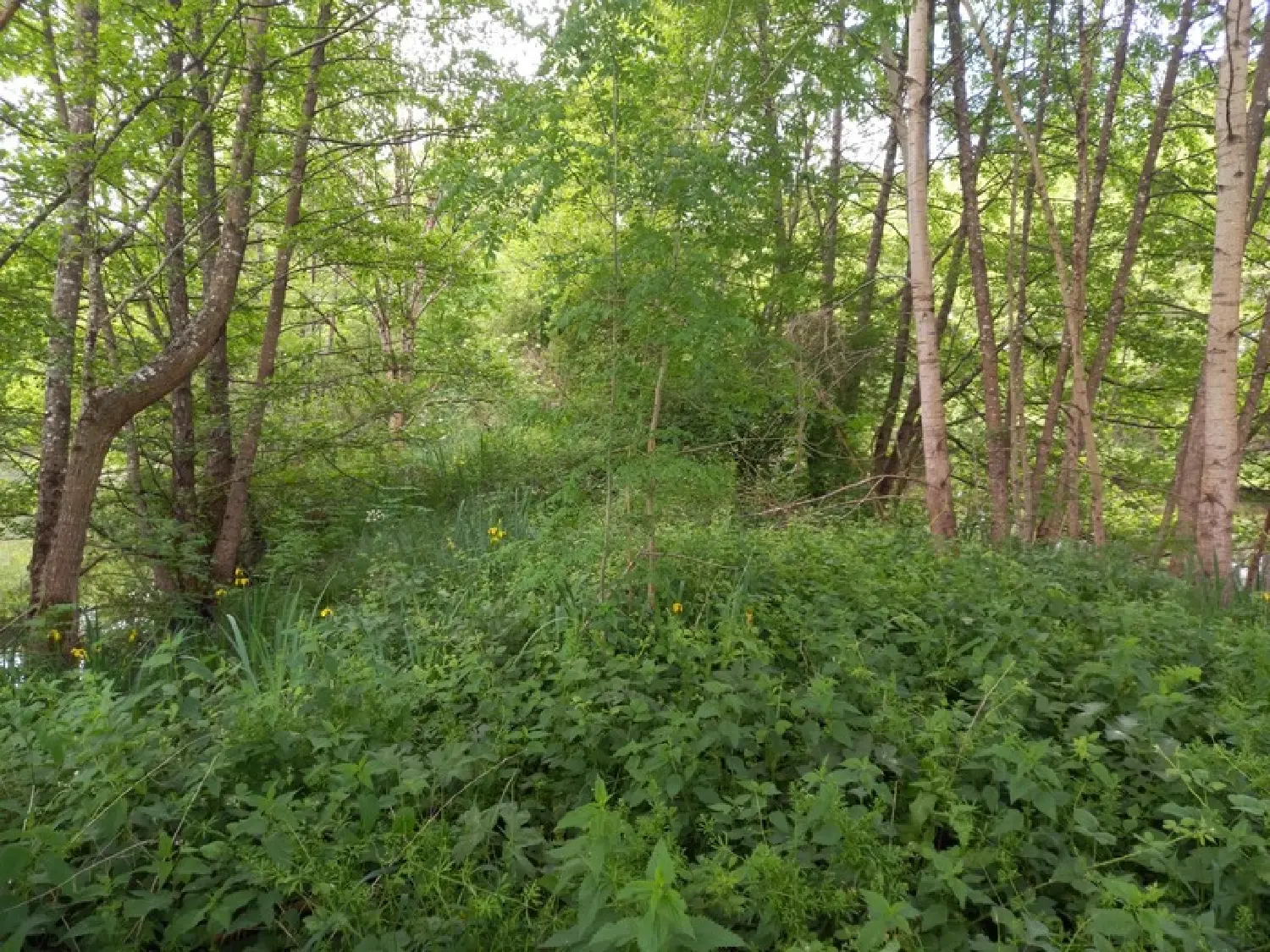  for sale terrain Courtemaux Loiret 4