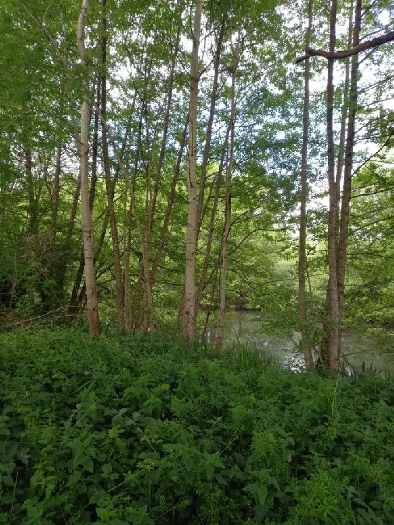  for sale terrain Courtemaux Loiret 5