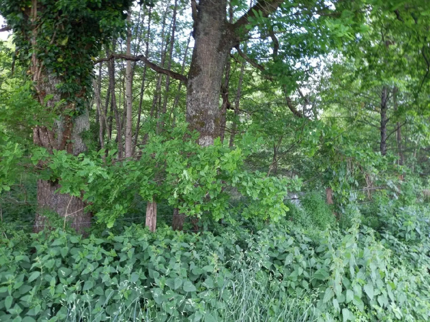  for sale terrain Courtemaux Loiret 6