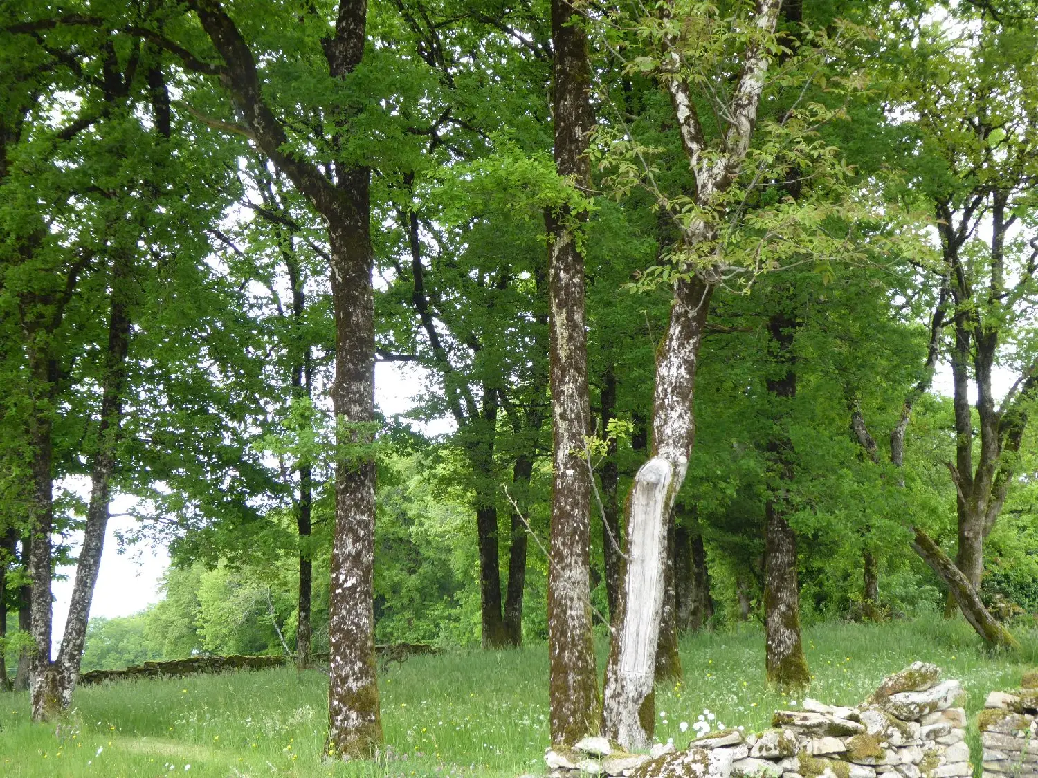  à vendre terrain Gorses Lot 1