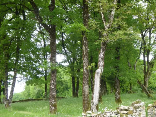 Gorses Lot terrain foto 7088438