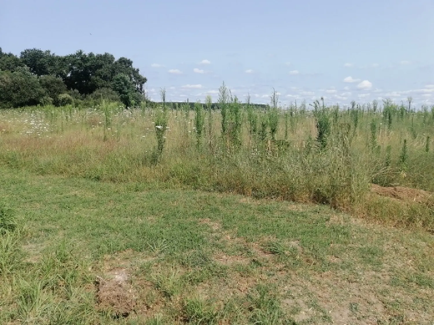  en venta terreno Laluque Landes 4