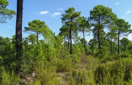 Lanton Gironde terrain foto 7099256