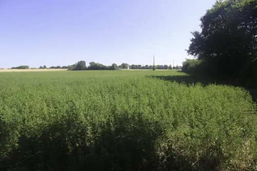 Nachamps Charente-Maritime terreno foto 7094576