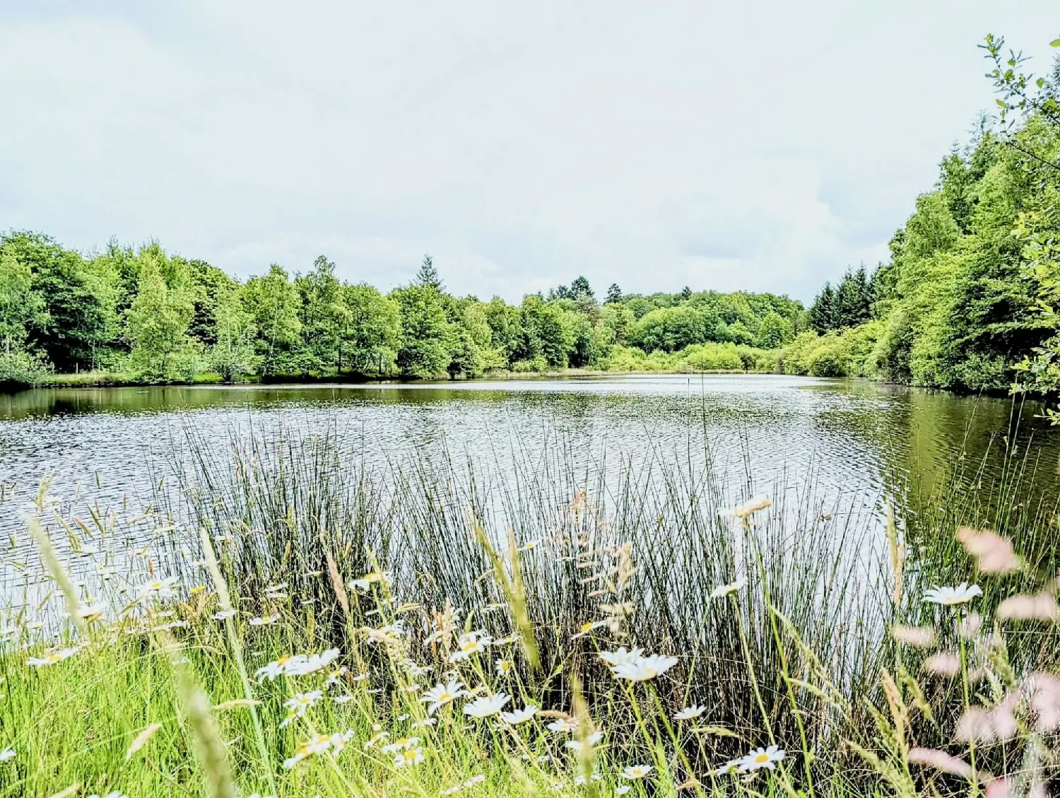  for sale terrain Pensol Haute-Vienne 4