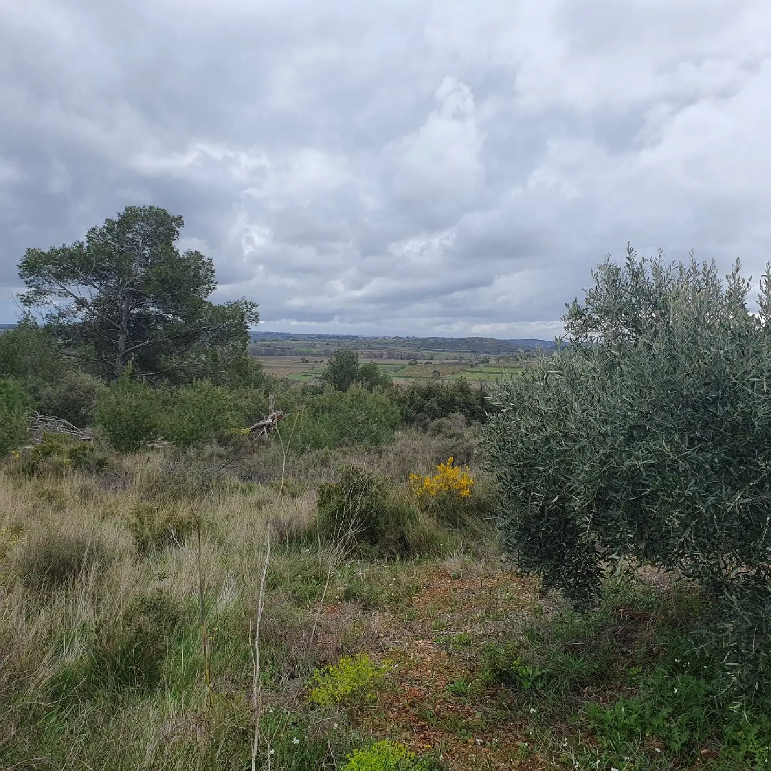  à vendre terrain Pézenas Hérault 1