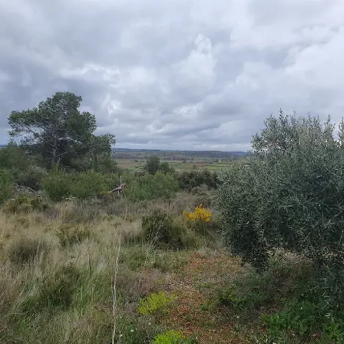 Pézenas Hérault terrain foto 7102544