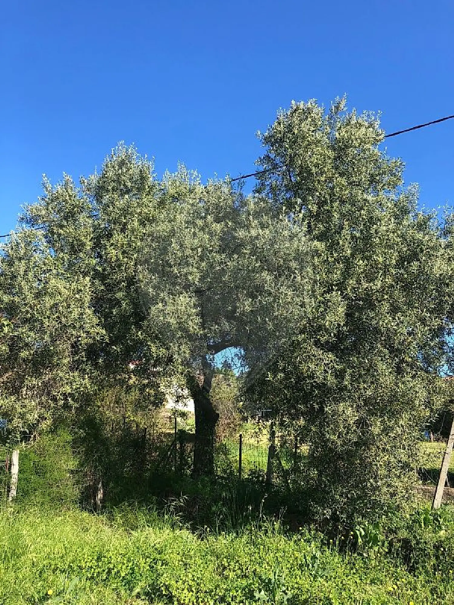  kaufen Grundstück Pietroso Haute-Corse 7