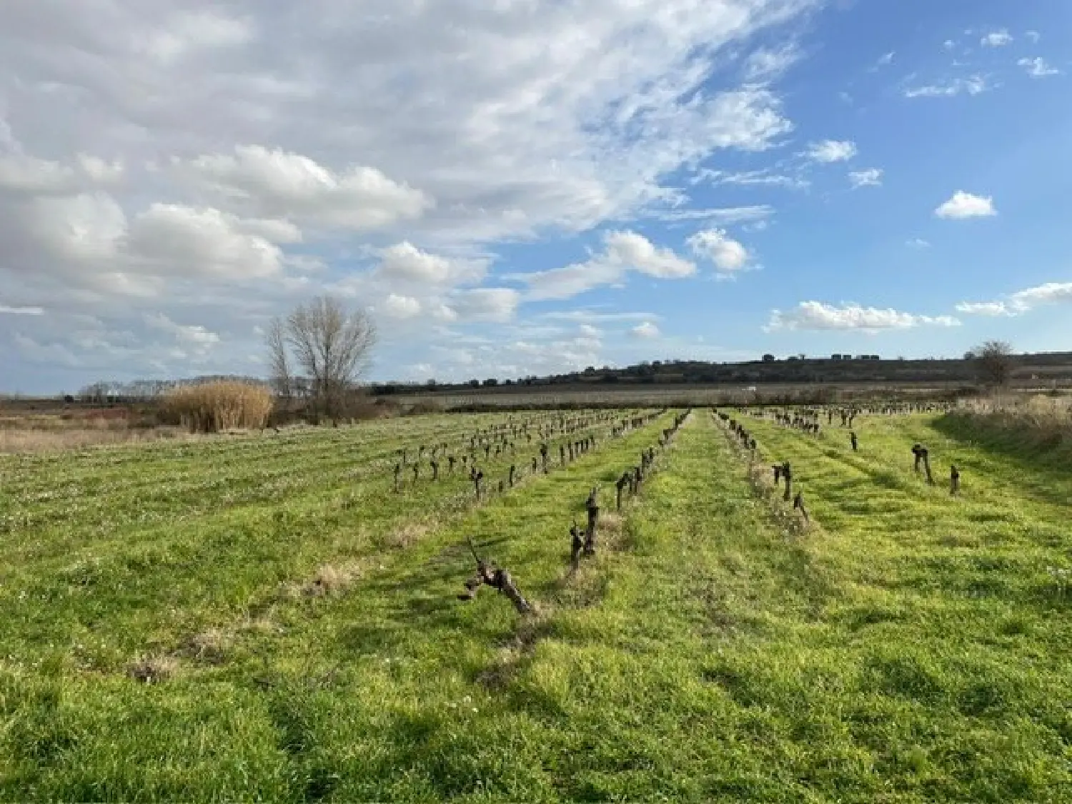  te koop terrein Pouzolles Hérault 4