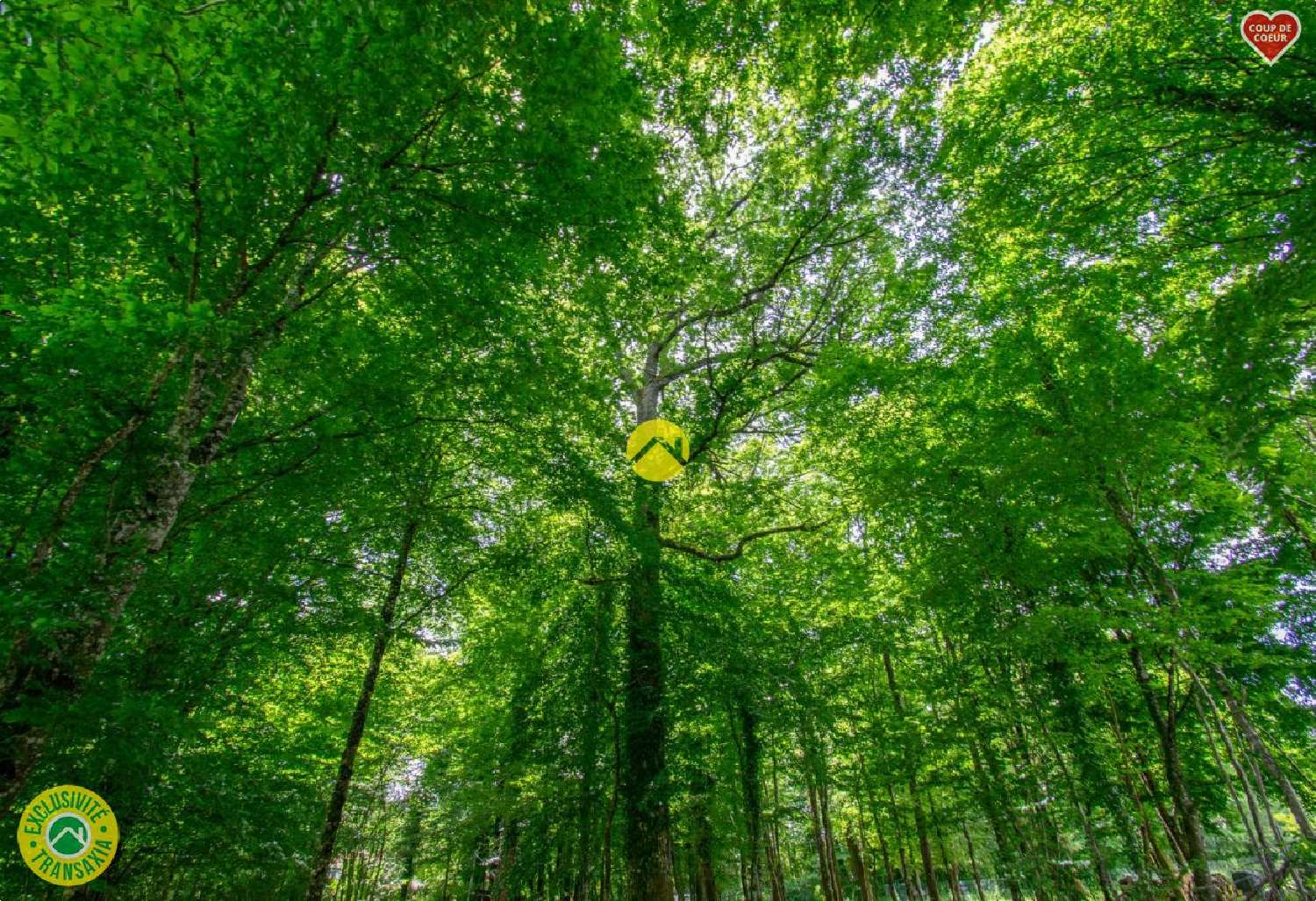  for sale terrain Saint-Chamassy Dordogne 4