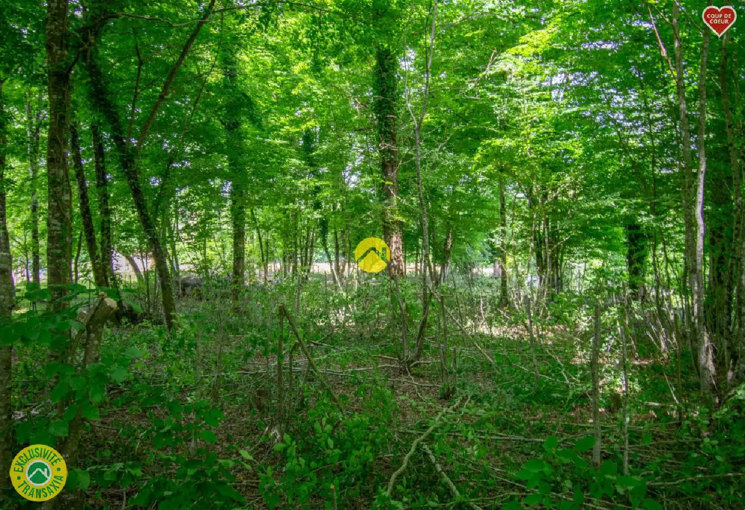  for sale terrain Saint-Chamassy Dordogne 3