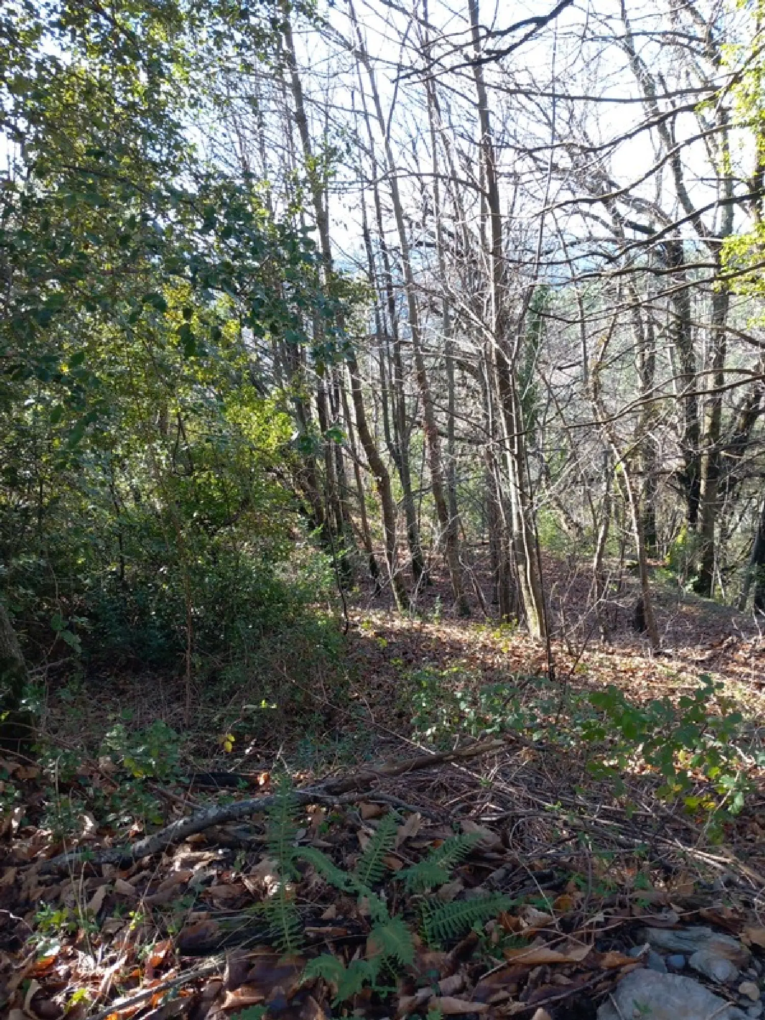  à vendre terrain Saint-Étienne-Vallée-Française Lozère 2