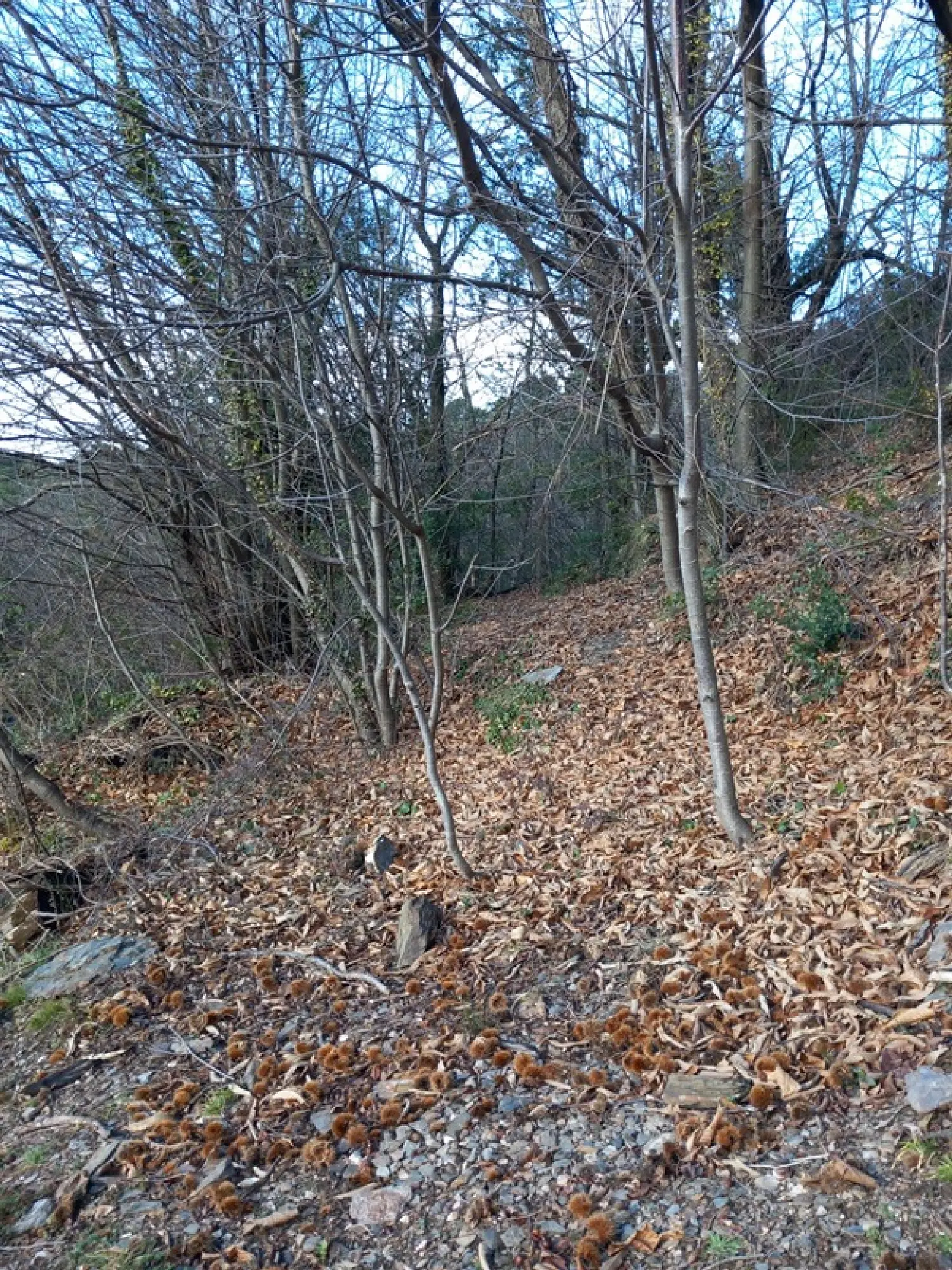  à vendre terrain Saint-Étienne-Vallée-Française Lozère 4